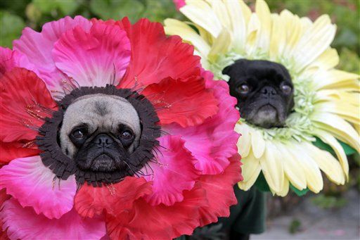 Pets in costume
